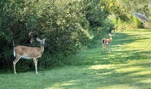 Photo #81 of 5108 WILDCAT LN, CHINCOTEAGUE, VA 4.7 acres