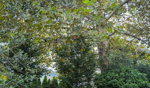 Photo #65 of 538 RANDOLPH AVE, CAPE CHARLES, VA 26.0 acres