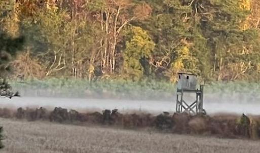 Deer Stand on the property