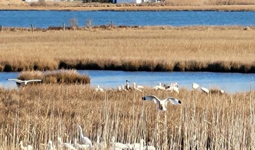Photo #52 of 6309 HIGHLAND PARK DR, CHINCOTEAGUE, VA 33.0 acres