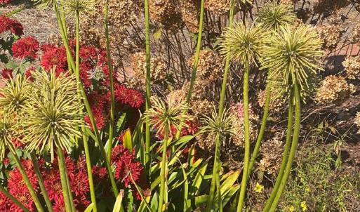 Photo #28 of 8402 SEASIDE RD, NASSAWADOX, VA 17.5 acres