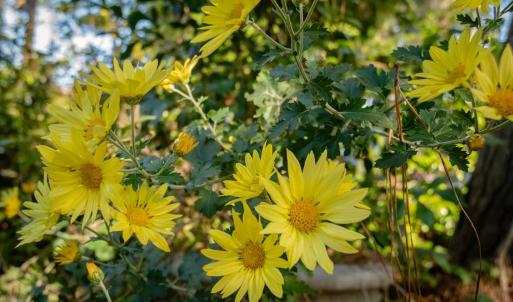 Photo #9 of 7225 KELLAM DR, EXMORE, VA 0.4 acres