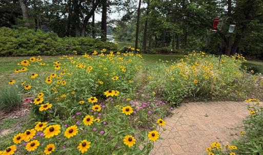 garden in full bloom