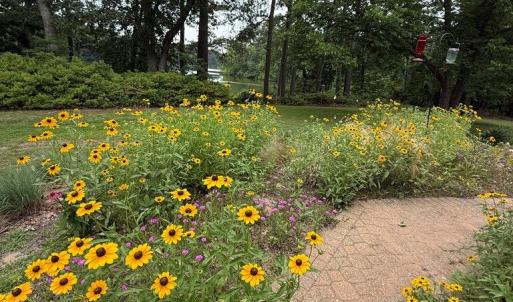 garden in full bloom