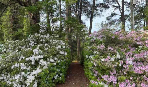 Azaleas!