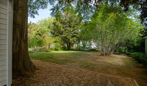 Nature In the Rear Yard