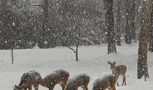 Photo #37 of 11576 HERON DR, MACHIPONGO, VA 0.7 acres