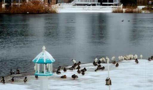 Photo #54 of 5342 HIBISCUS DR, CHINCOTEAGUE, VA 14,544.0 acres