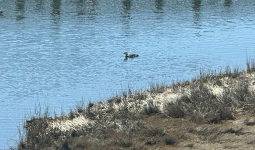 Photo #8 of 1505 BAYFRONT ST, GREENBACKVILLE, VA 0.8 acres