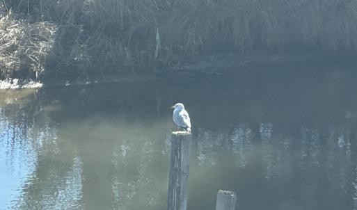 Photo #7 of 1505 BAYFRONT ST, GREENBACKVILLE, VA 0.8 acres