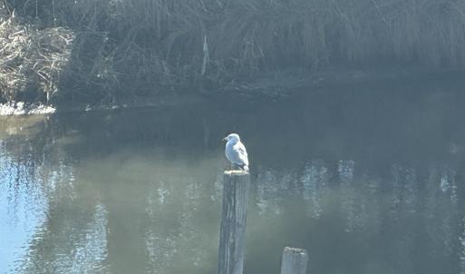 Photo #7 of 1505 BAYFRONT ST, GREENBACKVILLE, VA 0.8 acres