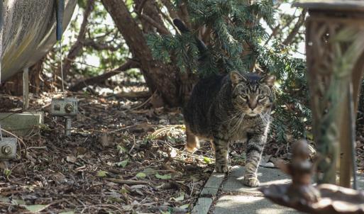 Photo #16 of 6228 CHURCH ST, CHINCOTEAGUE, VA 0.2 acres