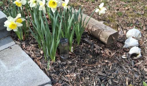 Photo #11 of 35031 ROBIN LN, HORNTOWN, VA 0.2 acres