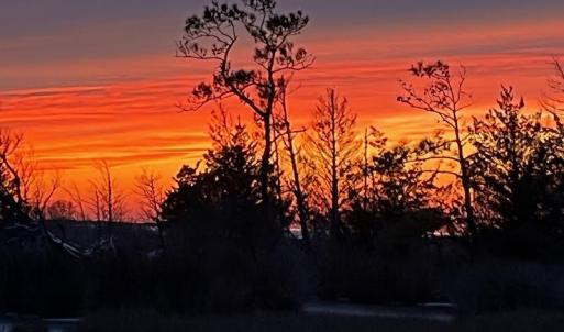 Sunset across the treeline