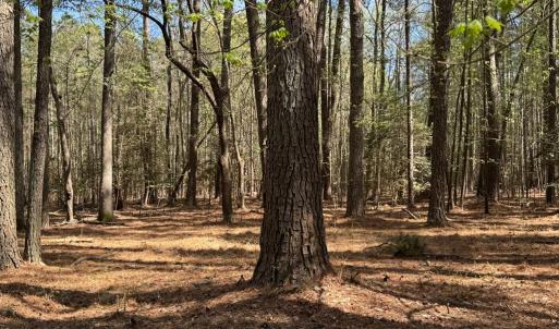 Photo #6 of 8175 DENWOOD RD, FRANKTOWN, VA 9.3 acres
