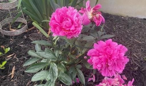 Photo #50 of 16 JOHNSON STREET, ONANCOCK, VA 0.3 acres