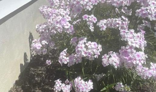 Photo #54 of 16 JOHNSON STREET, ONANCOCK, VA 0.3 acres