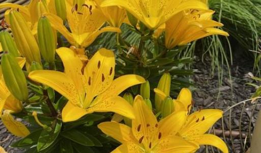 Photo #55 of 16 JOHNSON STREET, ONANCOCK, VA 0.3 acres