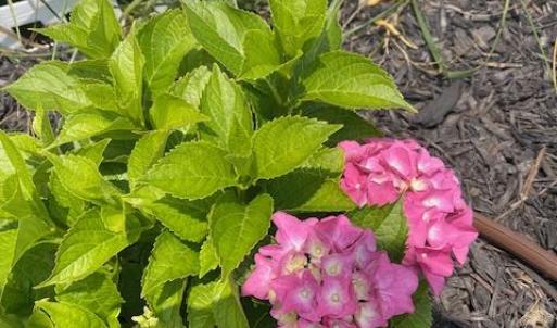 Photo #56 of 16 JOHNSON STREET, ONANCOCK, VA 0.3 acres