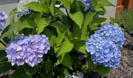 Photo #58 of 16 JOHNSON STREET, ONANCOCK, VA 0.3 acres