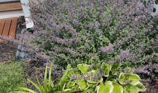 Photo #59 of 16 JOHNSON STREET, ONANCOCK, VA 0.3 acres