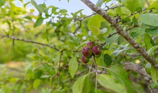 Photo #53 of 6078 HARMANTOWN RD, MACHIPONGO, VA 48.0 acres