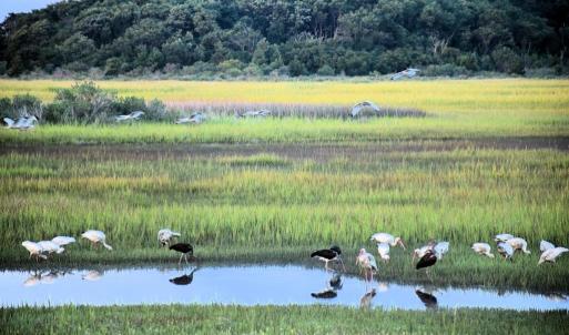 Photo #67 of 15589 COUNTY LINE RD, BELLE HAVEN, VA 7.2 acres
