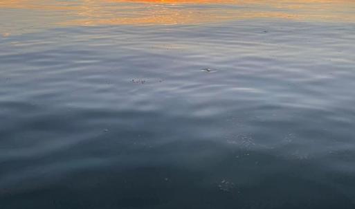 Photo #81 of 15589 COUNTY LINE RD, BELLE HAVEN, VA 7.2 acres