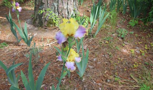Lots of flowers.