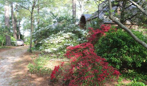 More azaleas