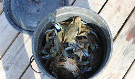 Crabs., In Virginia residents may deplot a number of crab pots from their dock with a permit!