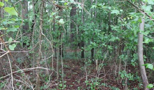 view of the woods