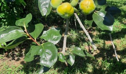 Persimmons