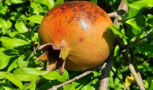 Pomegranates