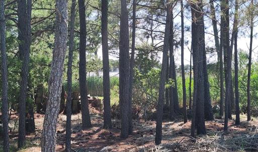 Photo #43 of 5275 WOODLAND DR, CHINCOTEAGUE, VA 2.4 acres