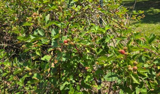 Photo #29 of 7781 SEASIDE RD, NASSAWADOX, VA 0.7 acres