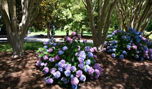 Artful Crepe Myrtle and Hydrangea mix