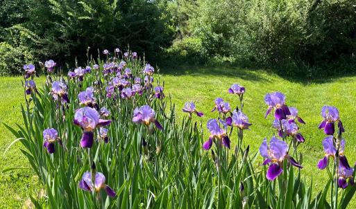 Iris Garden