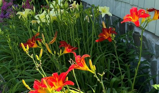 Day Lily Garden
