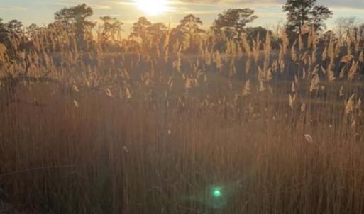 Photo #30 of 7210 BUNTING RD, CHINCOTEAGUE, VA 0.1 acres