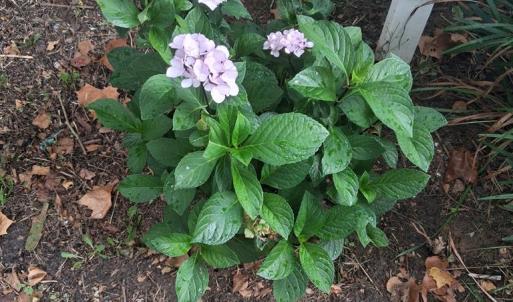 Photo #74 of 27251 MUTTON HUNK ROAD, PARKSLEY, VA 1.2 acres