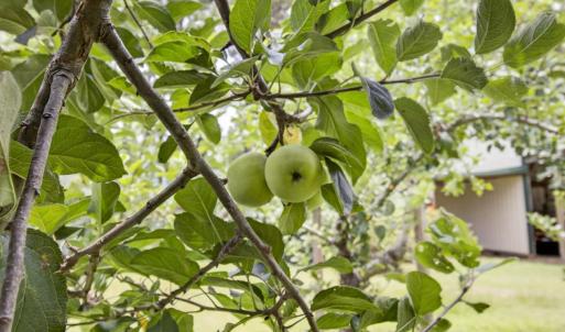Fruit Trees