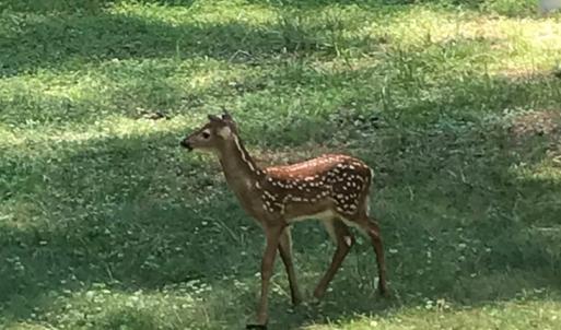 wildlife likes to wander through