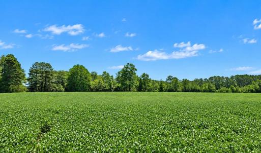 Photo #6 of 35257 CATS POINT LANE, QUINBY, VA 7.0 acres