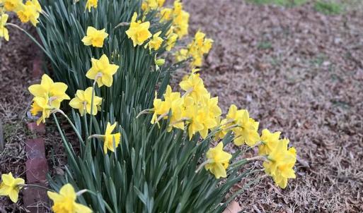 Photo #4 of 27202 SEASIDE RD, CAPE CHARLES, VA 0.5 acres