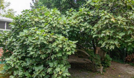 Photo #37 of 23433 DRUMMONDTOWN RD, ACCOMAC, VA 0.4 acres