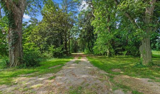 Magnolia Lined Driveway