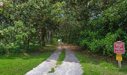 Magnolia Lined Driveway
