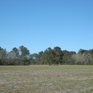 Photo of UNDER CONTRACT!  58 Acres of Farm and Timber Land For Sale in Columbus County NC!