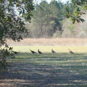 Photo of UNDER CONTRACT!  58 Acres of Farm and Timber Land For Sale in Columbus County NC!